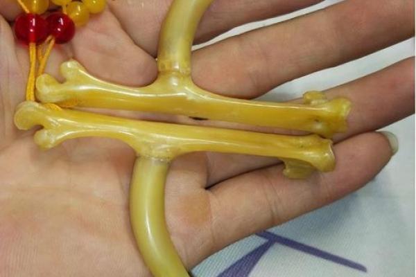 炙手可热是什么生肖(炙手可热是什么生肖最佳动物) 炙手可热是什么生肖(炙手可热是什么生肖最佳动物)