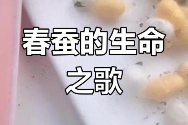 春蚕抽丝是什么生肖(春蚕抽丝是成语吗) 春蚕抽丝是什么生肖(春蚕抽丝是成语吗)