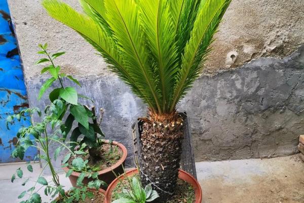 铁树开花是什么生肖啊(铁树开花上一句是什么) 铁树开花是什么生肖啊(铁树开花上一句是什么)