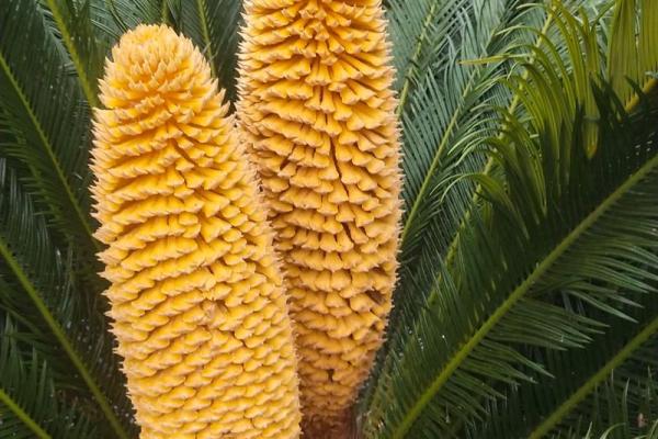 铁树开花是什么生肖啊(铁树开花上一句是什么) 铁树开花是什么生肖啊(铁树开花上一句是什么)