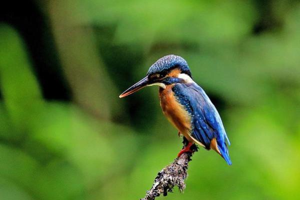 望尘莫及打一生肖(望尘莫及是代表什么生肖动物) 望尘莫及打一生肖(望尘莫及是代表什么生肖动物)
