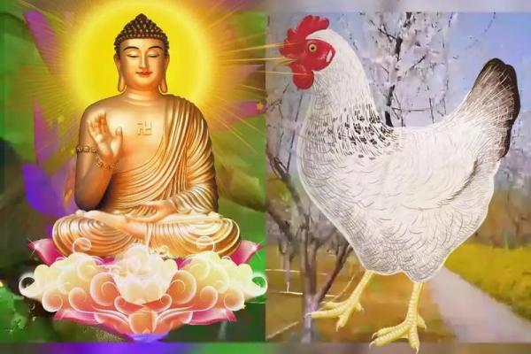 81年属鸡的今年多大了_81年鸡43岁后十年大运运程 81年属鸡的今年多大了_81年鸡43岁后十年大运运程