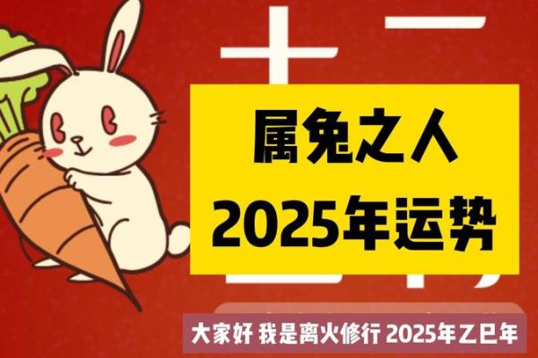 属兔的人今年运气怎么样_属兔的人今年运势怎么样2021