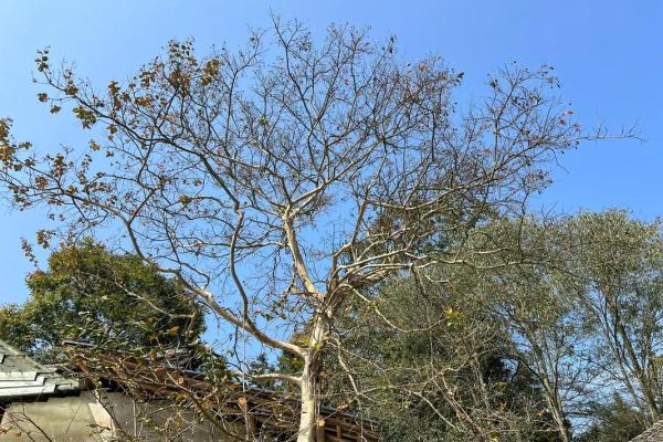 独杆紫薇庭院景观中的优雅之选 独杆紫薇庭院景观中的优雅之选