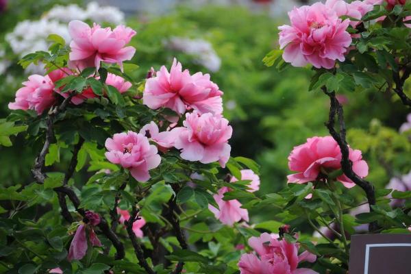 百花争艳好春开打一最佳生肖(百花争艳好春开指什么生肖) 百花争艳好春开打一最佳生肖(百花争艳好春开指什么生肖)