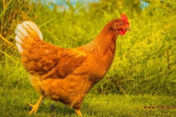 2026年属鸡人的全年运势_2026年属鸡人的全年运势及运程 2026年属鸡人的全年运势_2026年属鸡人的全年运势及运程