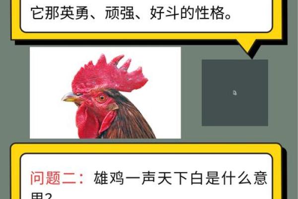 雄鸡断尾是什么生肖(雄鸡自断尾是什么意思) 雄鸡断尾是什么生肖(雄鸡自断尾是什么意思)