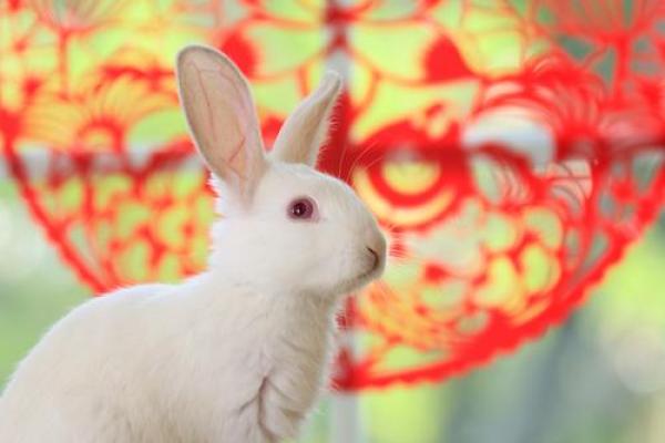 属兔女2025年全年运势运程_属兔女2025年运势详解全年运程大揭秘