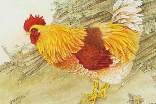 红光满面打一正确生肖(红光满面打一正确生肖动物)