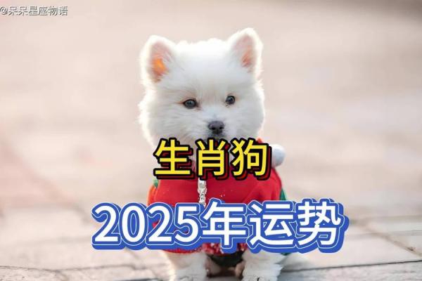 1982属狗2025苦尽甘来_1982属狗2025运势解析苦尽甘来迎来人生新篇章 1982属狗2025苦尽甘来_1982属狗2025运势解析苦尽甘来迎来人生新篇章