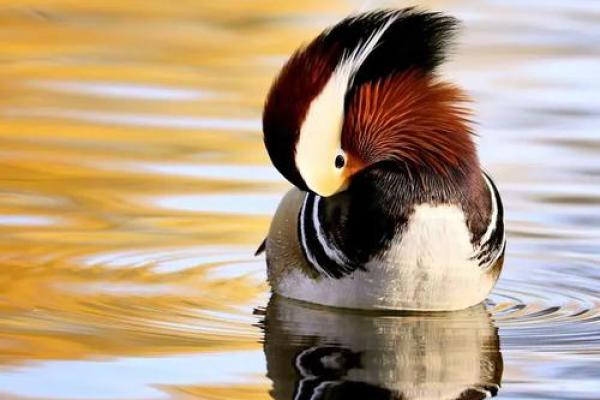 鸳鸯戏水打一个生肖(鸳鸯戏水指什么)