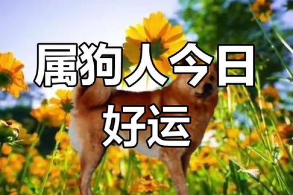 1970年属狗适合戴什么_1970年属狗人适合佩戴什么饰品运势提升指南