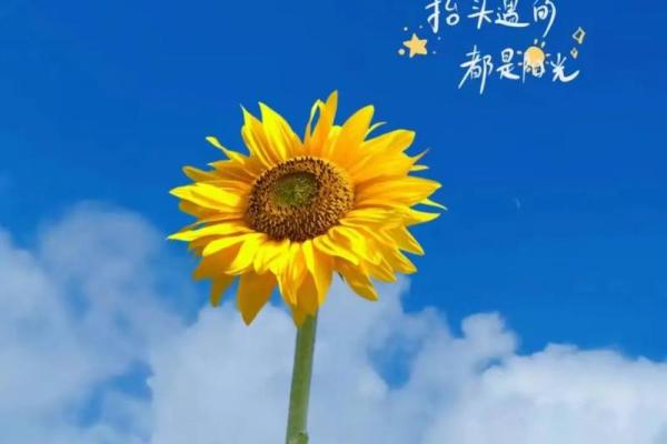 七月最好的三个日子(七月最好的三个日子)