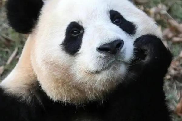 无法无天的动物猜一生肖(无法无天是什么动物生肖) 无法无天的动物猜一生肖(无法无天是什么动物生肖)