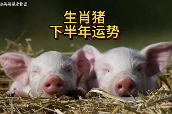 2025年属猪财运与运势解析机遇与挑战并存