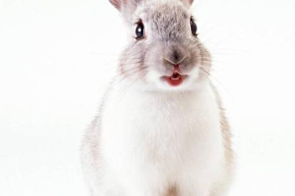 属兔的今年多大1999年出生 1999属兔今年多大岁数2021 属兔的今年多大1999年出生 1999属兔今年多大岁数2021