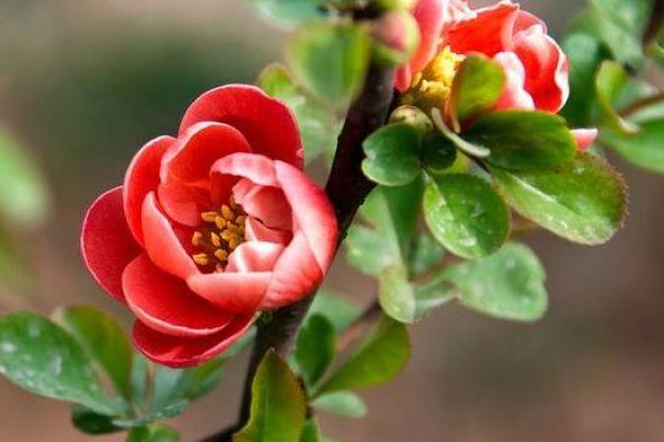 揭不开锅什么生肖(揭不开锅什么生肖正确答案) 揭不开锅什么生肖(揭不开锅什么生肖正确答案)