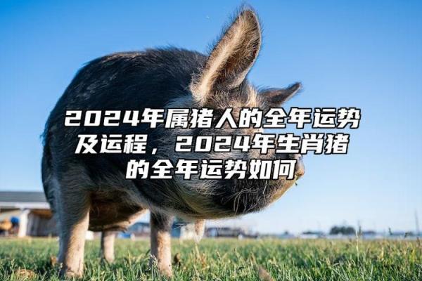 属猪人2026年全年运势及运程_属猪人2026年运势详解全年运程预测与吉凶分析