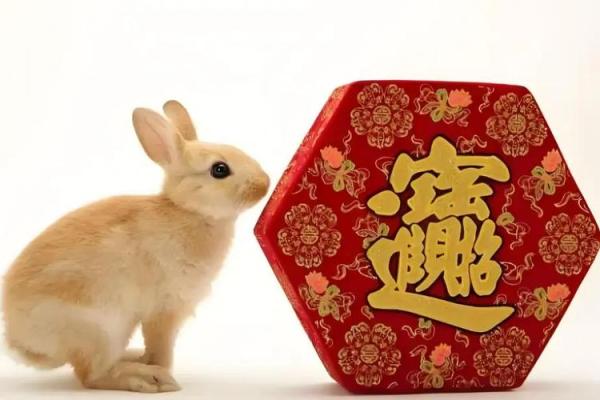 属兔在蛇年运势2025年运势_1987年是苦命兔还是富兔