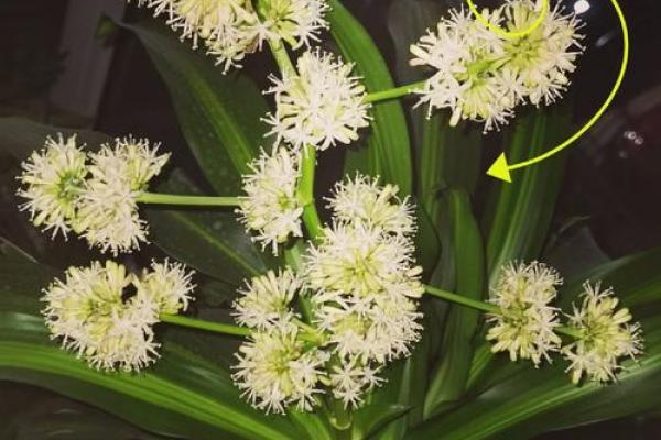 铁树发芽开金花是什么生肖(铁树开花枯枝发芽) 铁树发芽开金花是什么生肖(铁树开花枯枝发芽)