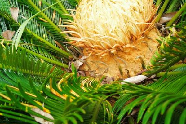 铁树发芽开金花是什么生肖(铁树开花枯枝发芽) 铁树发芽开金花是什么生肖(铁树开花枯枝发芽)