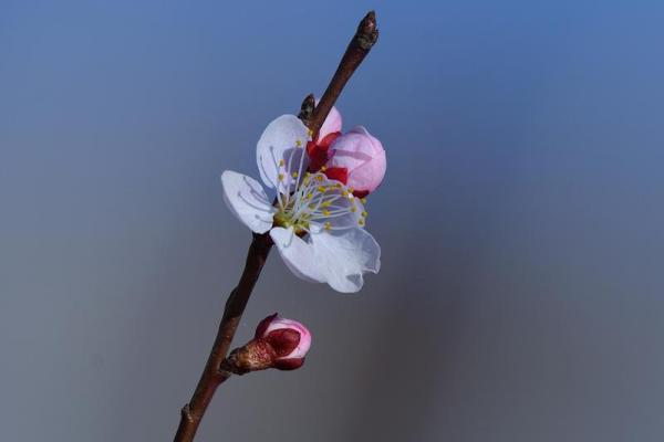 梅花杏花照玉堂是什么生肖(梅花杏花照玉堂是什么生肖浑俗和光)