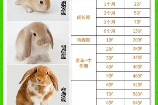 属兔女的最佳配偶属相_属兔最佳配偶是属什么 属兔女的最佳配偶属相_属兔最佳配偶是属什么