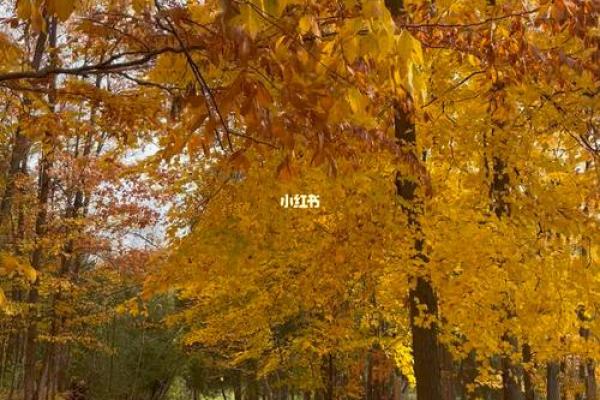 秋风落叶打一生肖(秋风落叶打一生肖是什么) 秋风落叶打一生肖(秋风落叶打一生肖是什么)