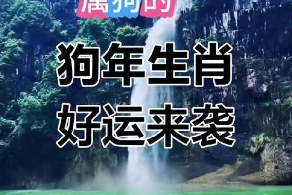 属狗人2025年全年运势运程_属狗人2025年运势详解全年运程大揭秘