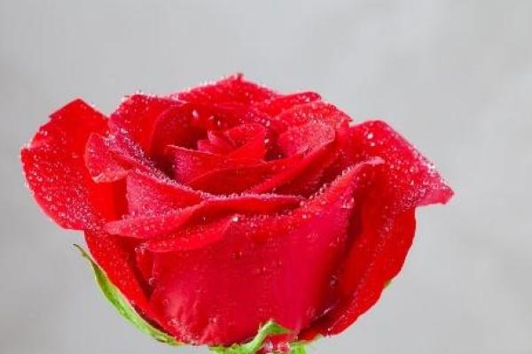 属马的男人对老婆忠心吗_属马男会为了小三离婚吗 属马的男人对老婆忠心吗_属马男会为了小三离婚吗