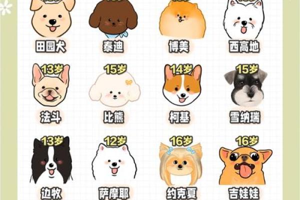 2006属狗最佳结婚年龄_2006年属狗最佳婚姻