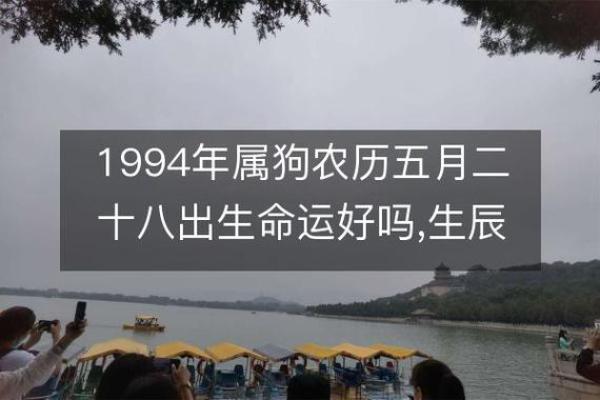 1994年的狗是什么命 五行属什么_1994年属狗五行属什么命运解析与运势预测