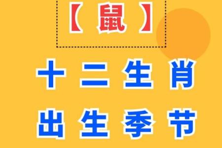 2025年属鼠人的全年运势详解