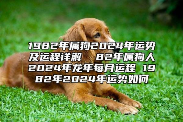 1982属狗2025年运势完整版 1982属狗2025年运势详解事业财运健康全解析 1982属狗2025年运势完整版 1982属狗2025年运势详解事业财运健康全解析