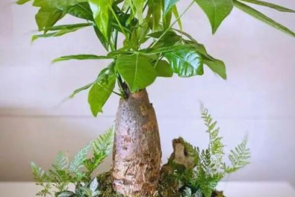 房子里栽什么树苗好风水