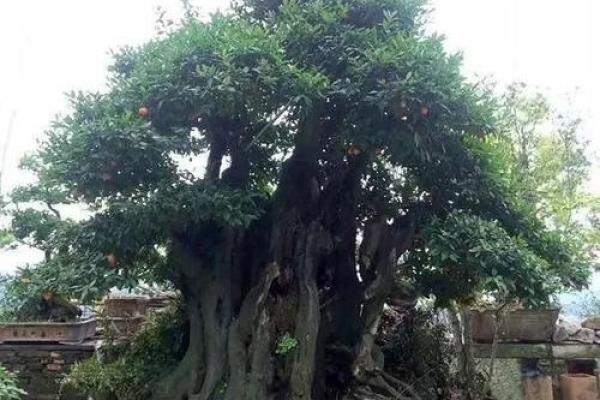 房子里栽什么树苗好风水