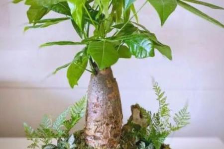 房子里栽什么树苗好风水