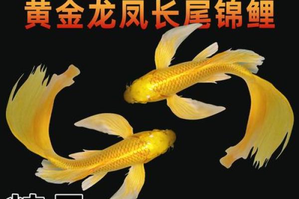 风水鱼养多少条比较好？