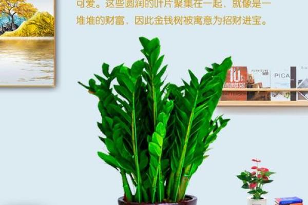 金钱树：客厅风水中最招财的植物之一