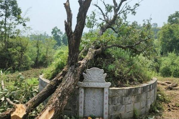 风水上祖坟上长树意味着什么