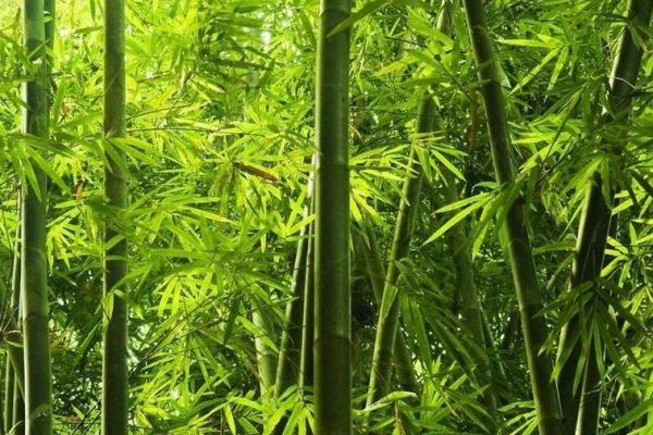 房子里生竹子好吗风水