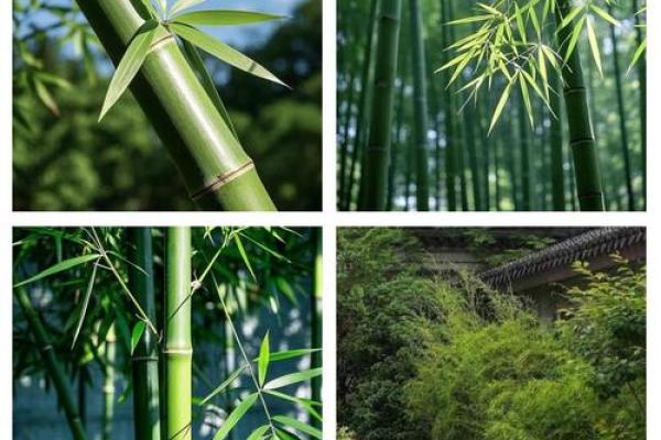 房子里生竹子好吗风水