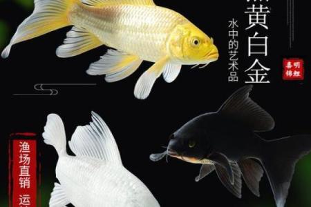 风水鱼养多少条比较好？