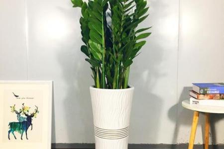 金钱树：客厅风水中最招财的植物之一