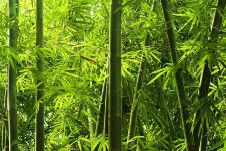 房子里生竹子好吗风水