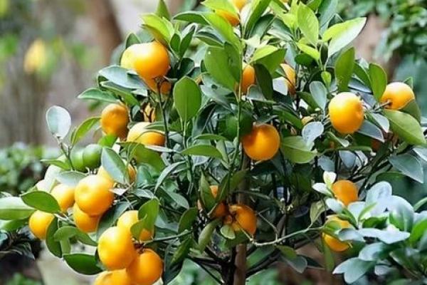 庭院种什么树风水好又旺财旺宅