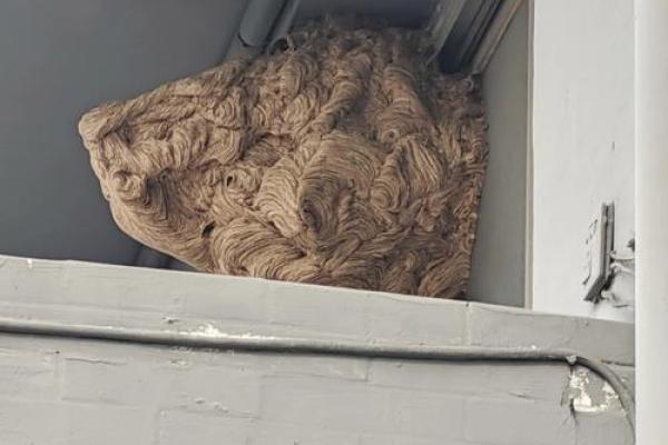 住房蜂巢风水好吗