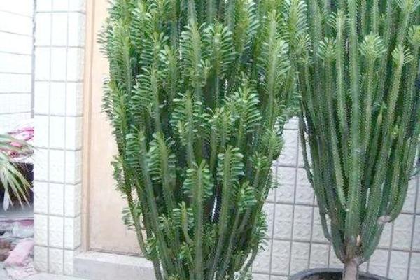 风水上十大不吉利花是哪几种