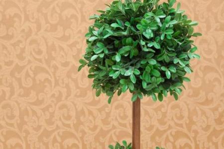 庭院种什么树风水好又旺财旺宅