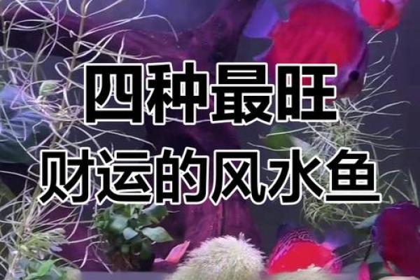 属鸡的家里养什么样子的风水鱼好? 属鸡的家里养什么样子的风水鱼好?